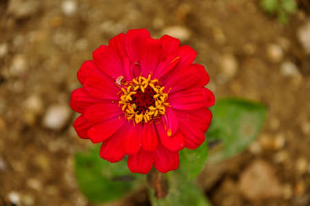 Red flower isolated on brown