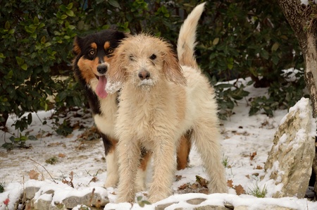 Portrait of two dogs