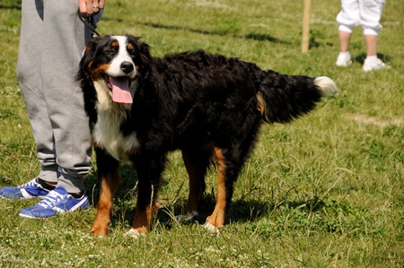 Bernese mountain dog during the dog exhibitionのeditorial素材