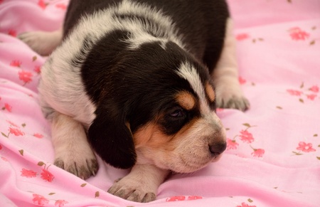 Little puppy dog on a pink backgroundの写真素材