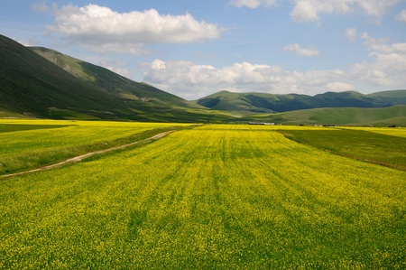 Lentils field in the umbria regionの写真素材
