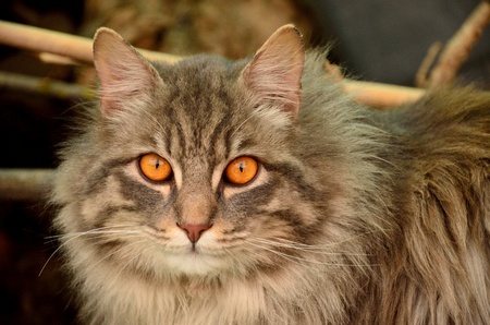 The head of big european catの写真素材