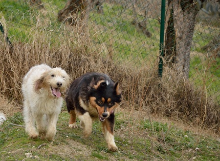 A beautiful photo of two dogs