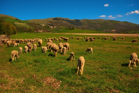 Sheeps in the italian mountainの写真素材