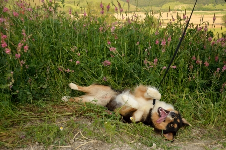 Aussie dog in the grassの写真素材