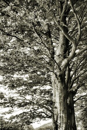 A big tree in black and white