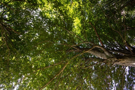 Two big trees in the umbria forest of Cucco mountain