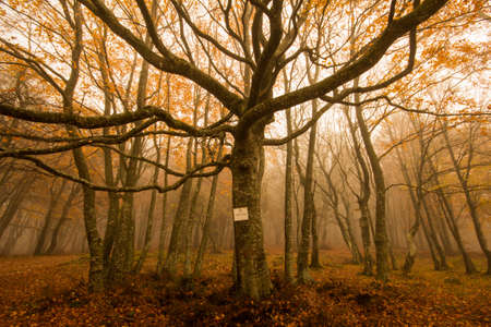 Old tree in the italian forest