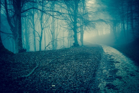 Way in the mistery forest
