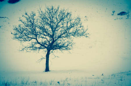 Solitary tree in the snowの写真素材