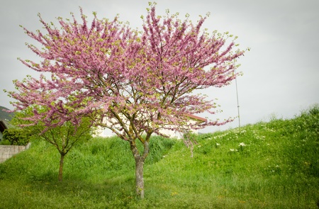 Two plants with pink flowers 