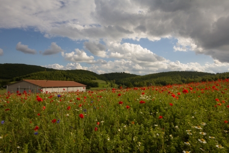 Little farm in the poppies field