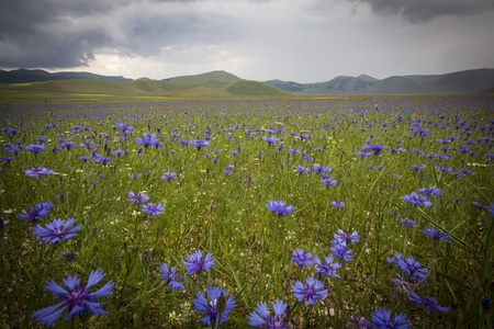 Umbria field of bluebottles after the stormの写真素材