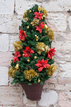 A little christmas tree on the house wallの写真素材