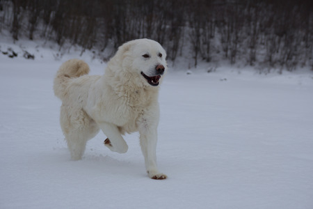 Portrait of Maremma sheepdog running  in the snow