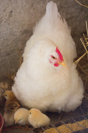 Newborn chickens and her mother henの写真素材
