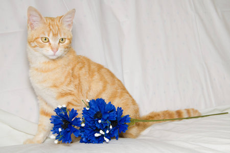 Studio shot of red cat on the blue flowersの写真素材
