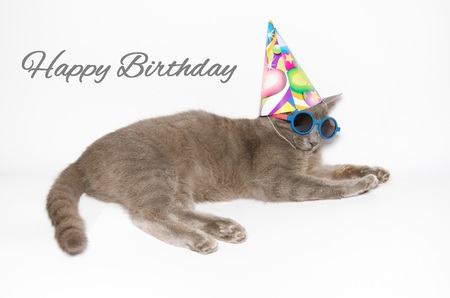 Happy birthday card with funny cat wearing sunglasses and party hatの写真素材