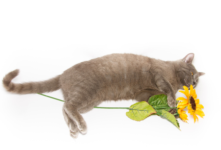 Cat relaxing with sunflowerの写真素材