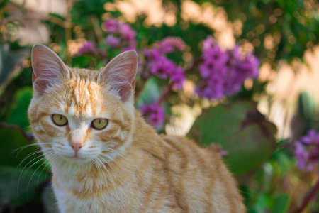 Red cat on the pink flowersの写真素材