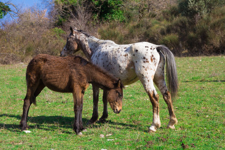Two horses grazing in the italian apenninesの写真素材
