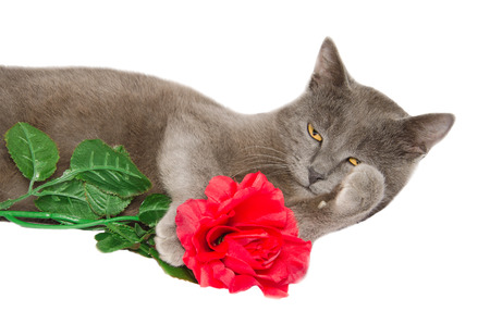 Studio portrait of chartreux cat with red roseの写真素材