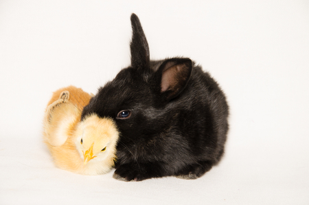 Black baby bunny and chick sleeping together isolated on white backgroundの写真素材