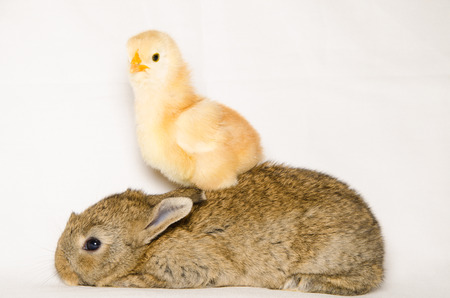 Portrait of funny animals Portrait of funny animals