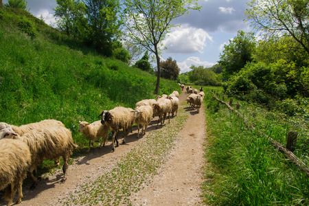 Sheeps on the little italian roadの写真素材