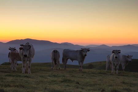 Farm cow on sunrise