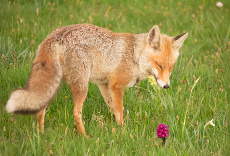 Alert fox looking out from behind grass