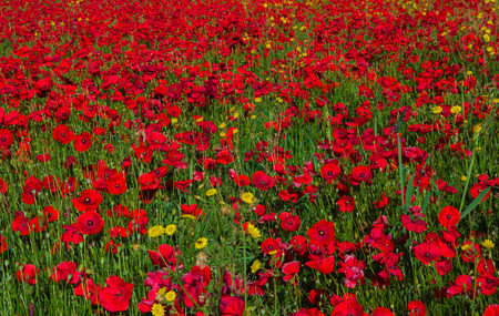 Nature background with red poppiesの写真素材