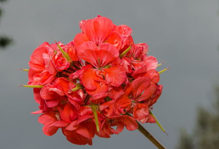 Geranium against the summer storm