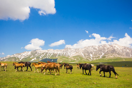 A group of wild horses walking on the mountain landscapeの写真素材