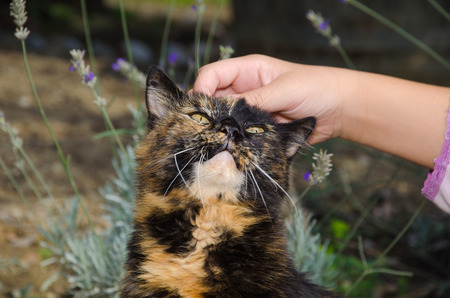 Pet therapy with european catの写真素材