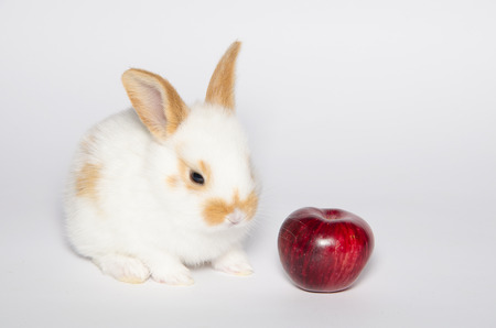 Photo of baby bunny with appleの写真素材