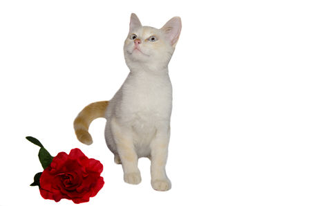 White cat and red rose isolated on white backgroundの写真素材