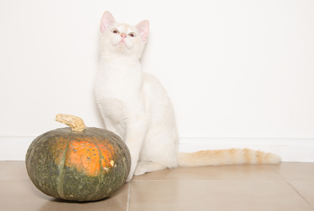 Portrait of white kitten with pumpkin sitting on the floorの写真素材