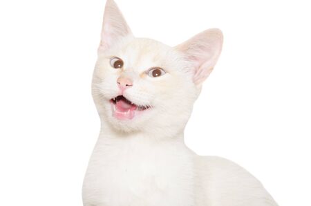 Funny white kitten meowing isolated on white backgroundの写真素材