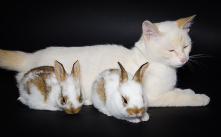 Studio portrait of white kitten with little rabbitsの写真素材
