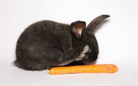 Photo of crazy bunny with carrotの写真素材