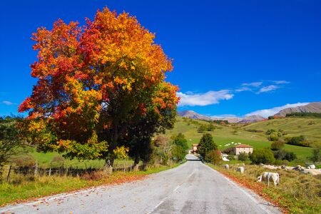 Autumn road on the abruzzo mountain farmの写真素材