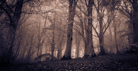 Photo of ghost house in the misty forestの写真素材
