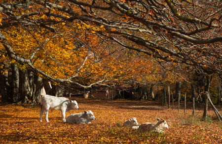 Baby cows sitting on autumn foliageの写真素材
