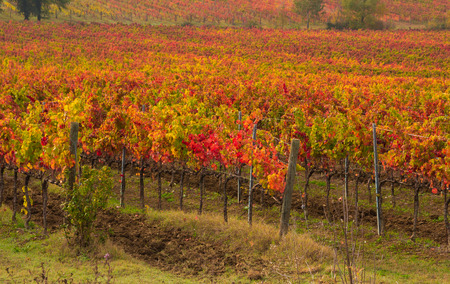 Umbria vineyard in autumnの写真素材