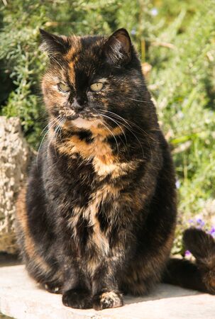 Portrait of european calico catの写真素材