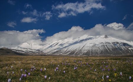 Wild flowers on Vettore mountain at National Park of Monti Sibillini in Umbria.の写真素材