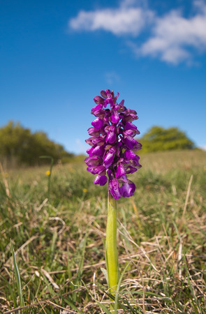Purple orchid on green plants natural backgroundの写真素材