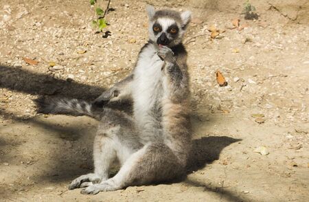 Portrait of crazy lemur eating fruit and lying on the ground
