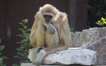Portrait of sad Gibbon